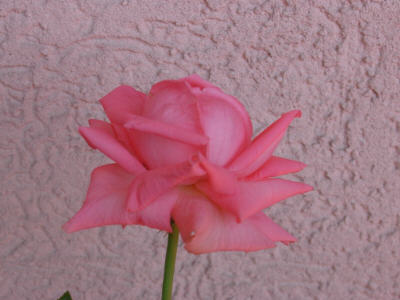 Primera%20rosa_02.jpg
