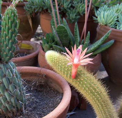 primera_flor8.jpg