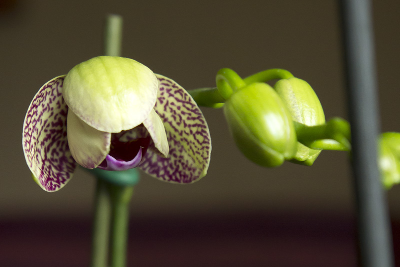 Primera_flor_casa_2013.jpg