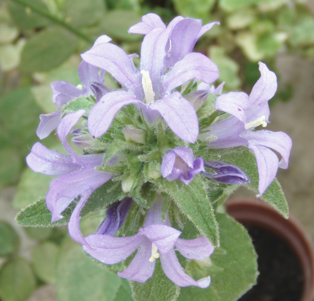 primeraflorcampanula.jpg
