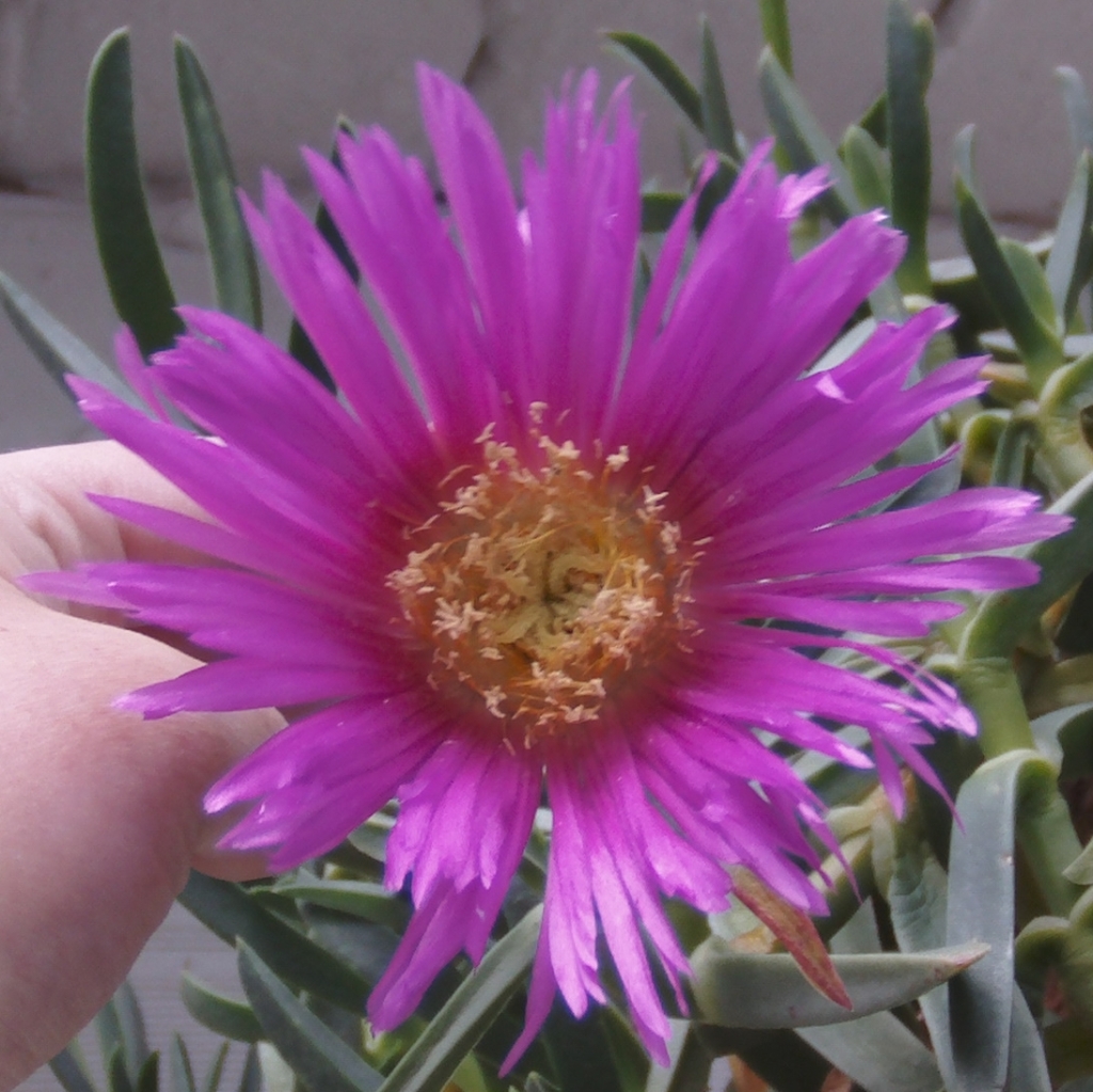 primeraflorcarpobrotus.jpg