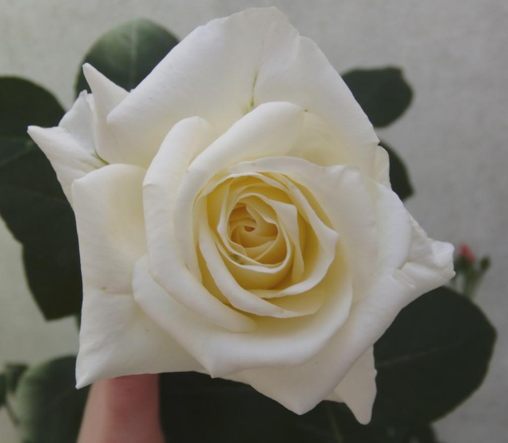primerarosablanca9_zpsc8dd9c8c.jpg