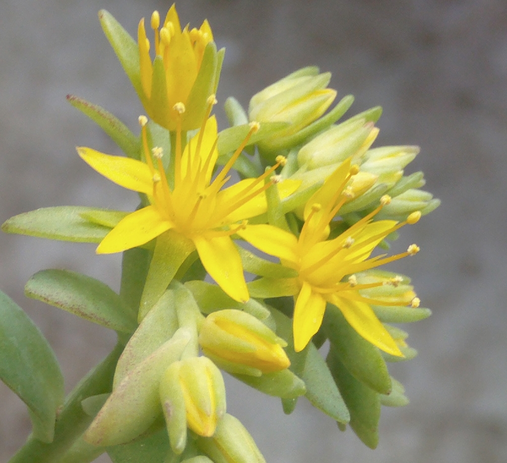 primerasfloressedumpalmerii2_zps98825ae6.jpg