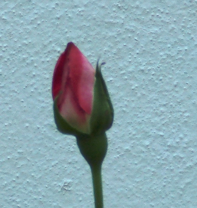 primercapullofucsia.jpg