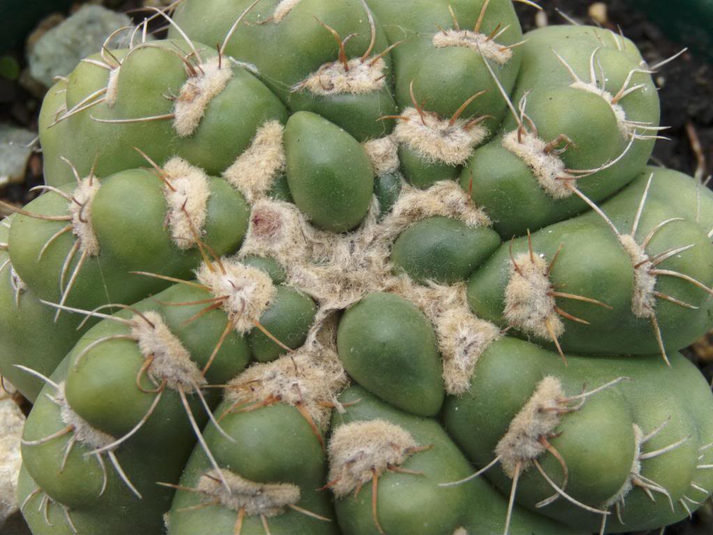 primercapulloparodia3jpg_zps096fcdd8.jpg