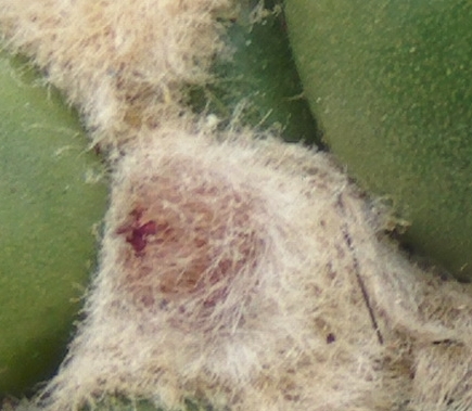 primercapulloparodia_zps6e28f678.jpg