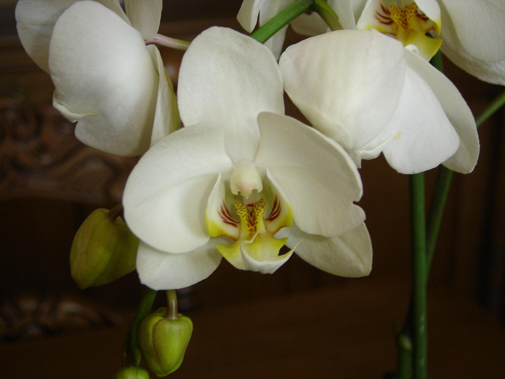 primerplanoblanca.JPG