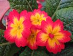 primula-45526.JPG