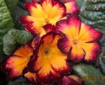 primula-45527.JPG