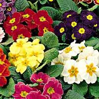 primula-acaulis.jpe