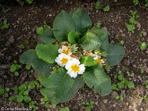 primula-generalife1.jpg