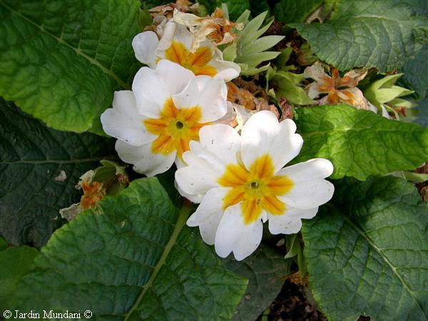 primula-generalife2.jpg