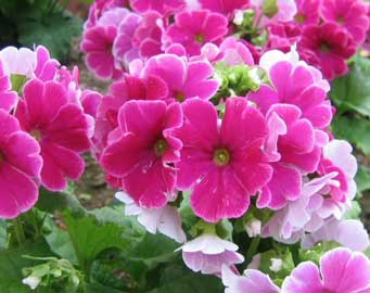 primula-obconica.jpg