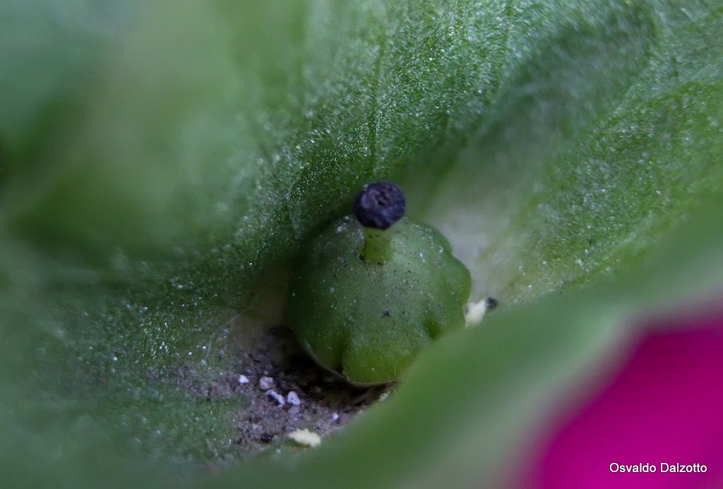 primula1_L.jpg