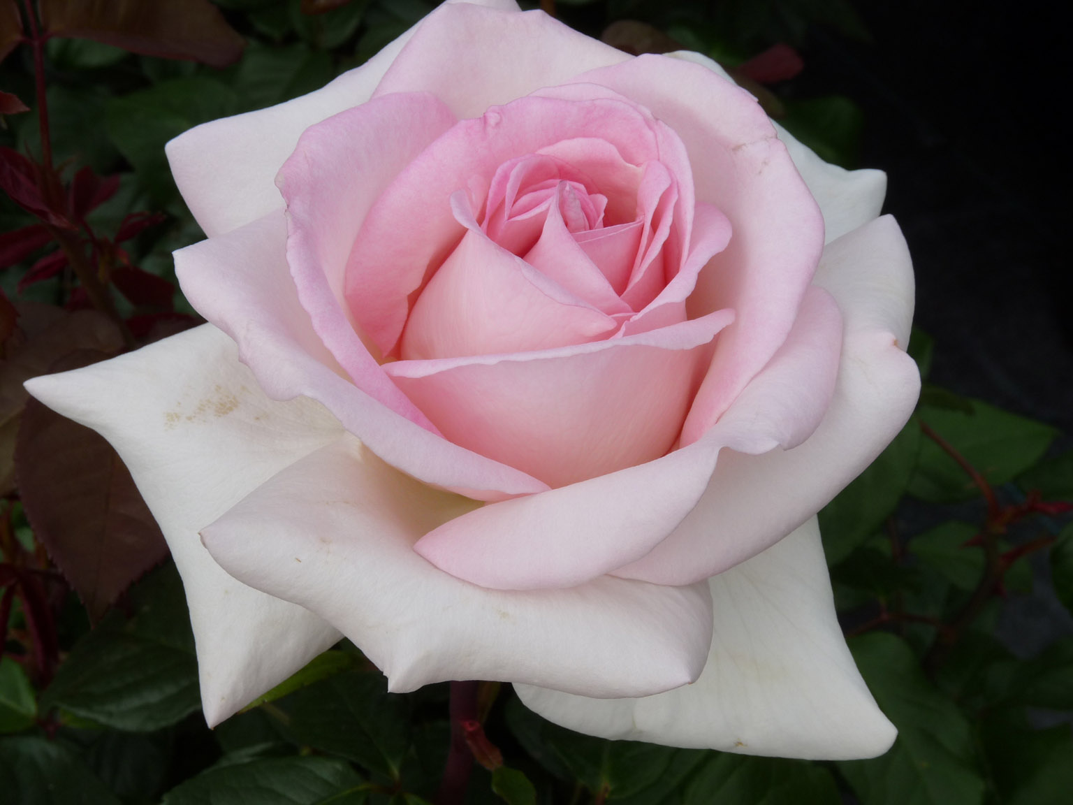prince-jardinier-2.jpg