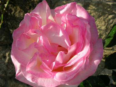 princesse-gr.jpg