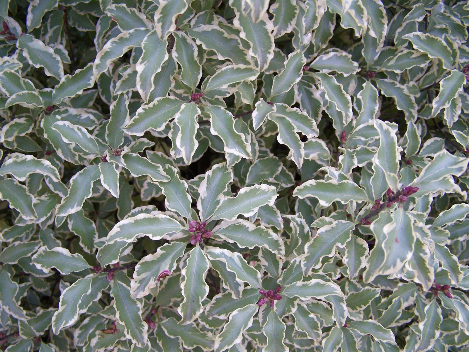 printemps-2009-042.jpg