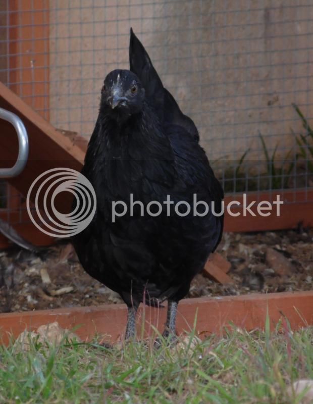 priscila18012015_zps85f982f4.jpg