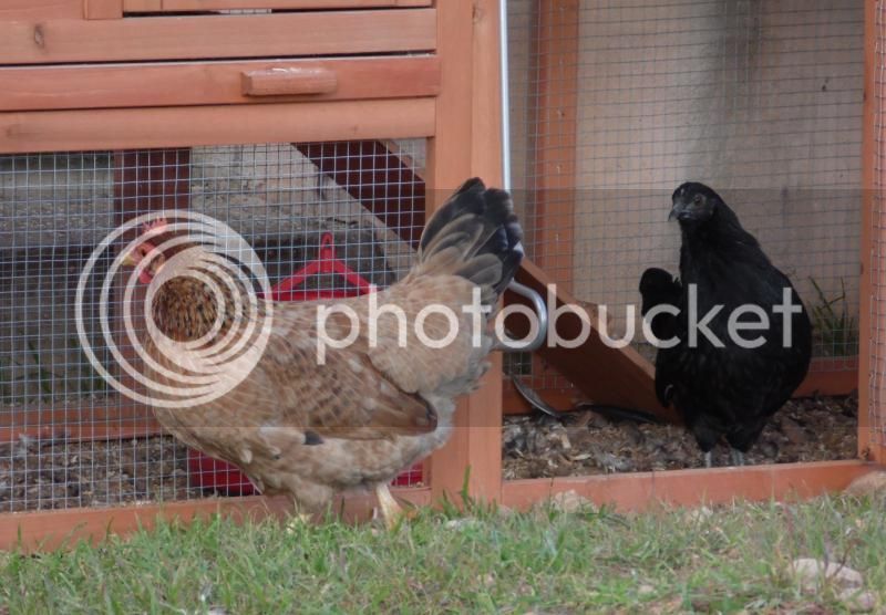 priscilaymama18012015_zps4fa2610a.jpg
