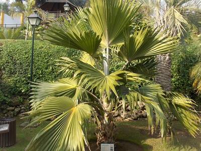 Pritchardia_2.JPG
