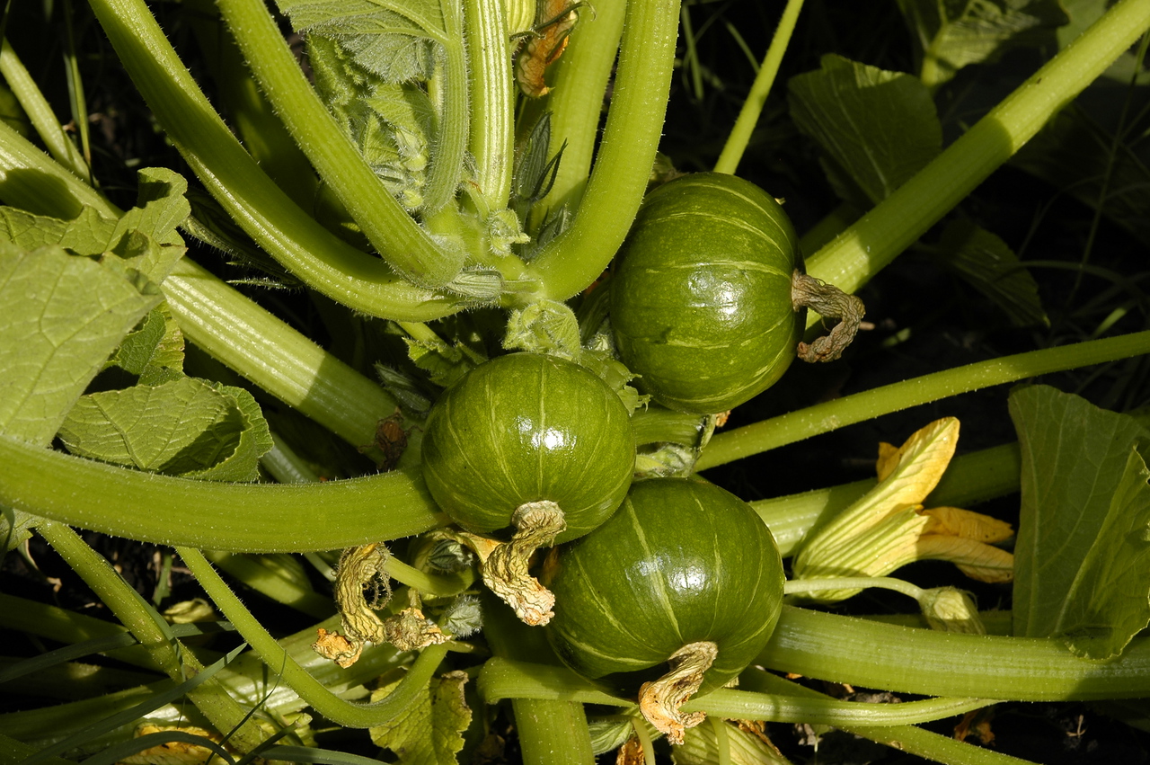 Pro_Huerta_-_Cucurbita_maxima_var._zapallito_-_Mar_del_Plata_-_03_planta_con_frutos.jpg