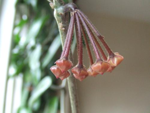 problemas-en-el-cultivo-de-la-hoya-carnosa-capullos.jpg