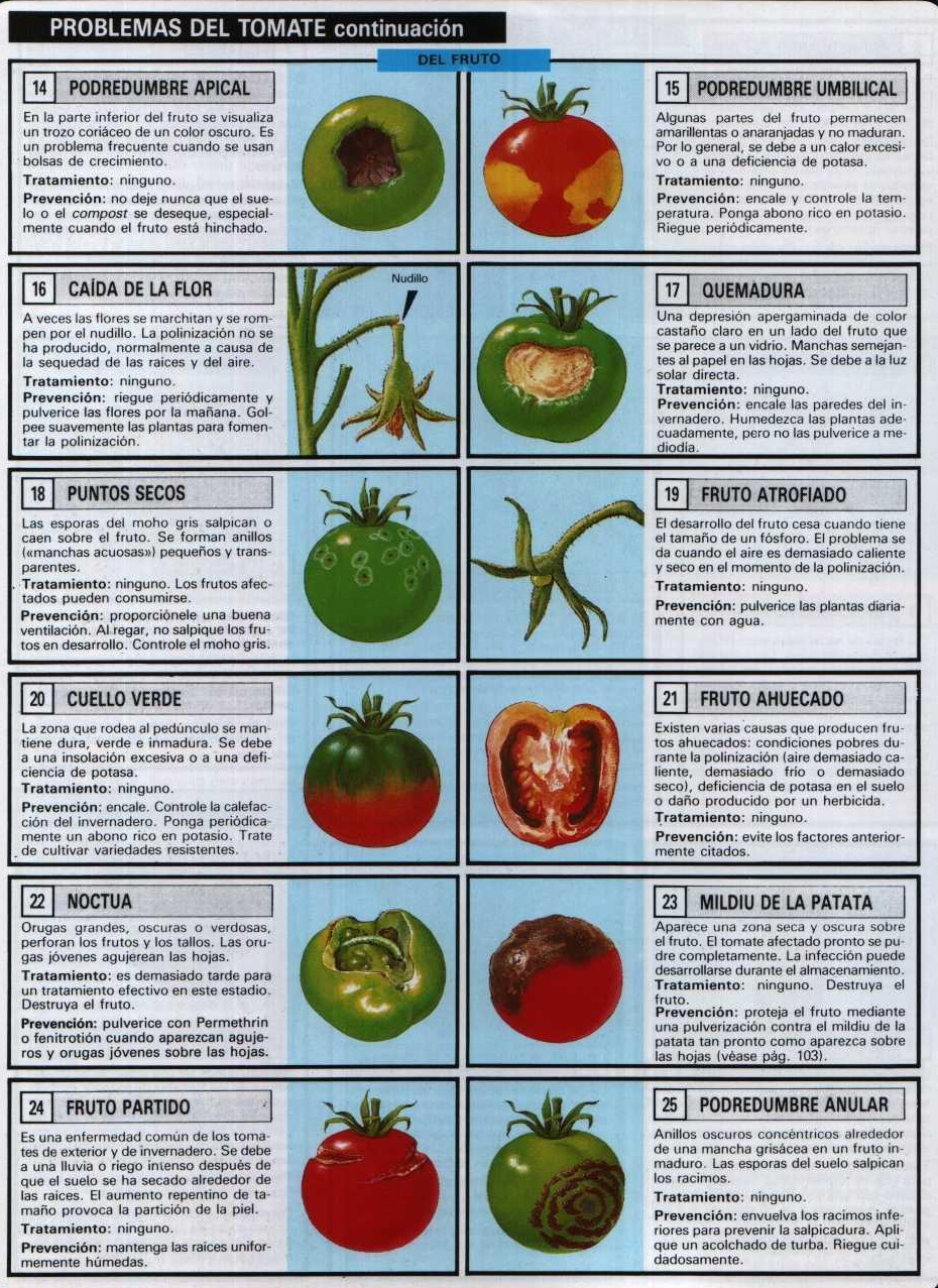 PROBLEMAS+TOMATE+3.JPG
