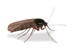problemaspormosquitodel.jpg