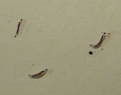 problemaspormosquitodel.jpg