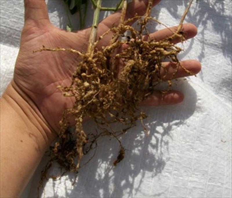 problemaspornematodos.jpg