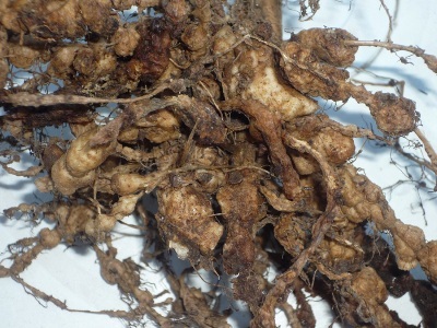 problemaspornematodosag.jpg