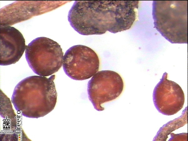 problemaspornematodosgl.jpg