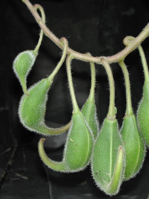 proboscidea-louisianica-frutos.jpg
