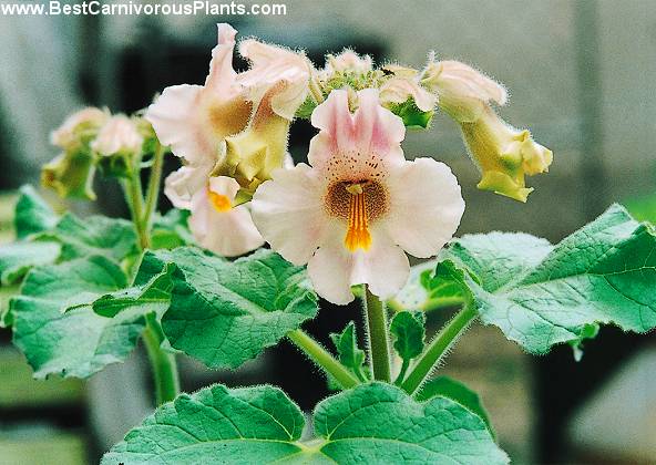 Proboscidea_louisianica_Copyright_M_Holub.jpg