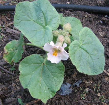 ProboscideaLouisianica060530a.jpg
