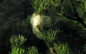 procesionaria-3-300x189.jpg