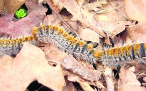 procesionaria-4-300x187.jpg