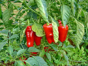 ProducMojos4.jpg