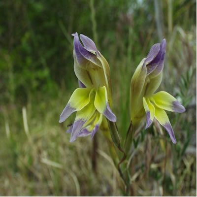 products-Gladiolus_scully_4f2405f6e82b5.jpg