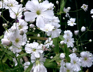 profile457.gif