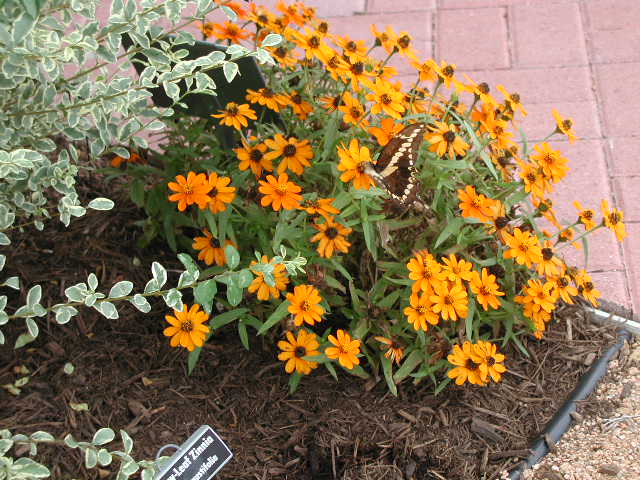 ProfusionZinnia.JPG