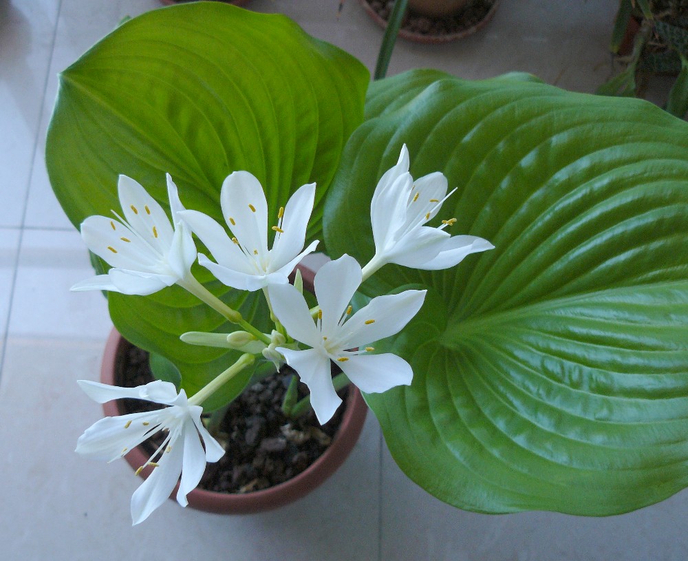 proiphysamboinensis1.jpg