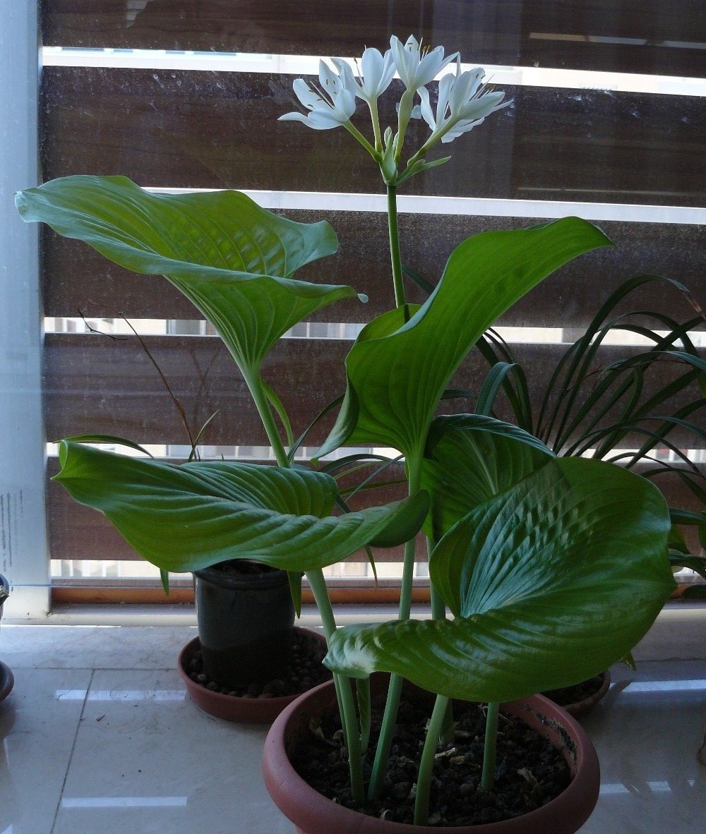proiphysamboinensis3.jpg