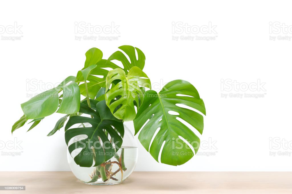 propagating-swiss-cheese-plant-philodendron-monstera-in-water-picture-id1038309754.jpg