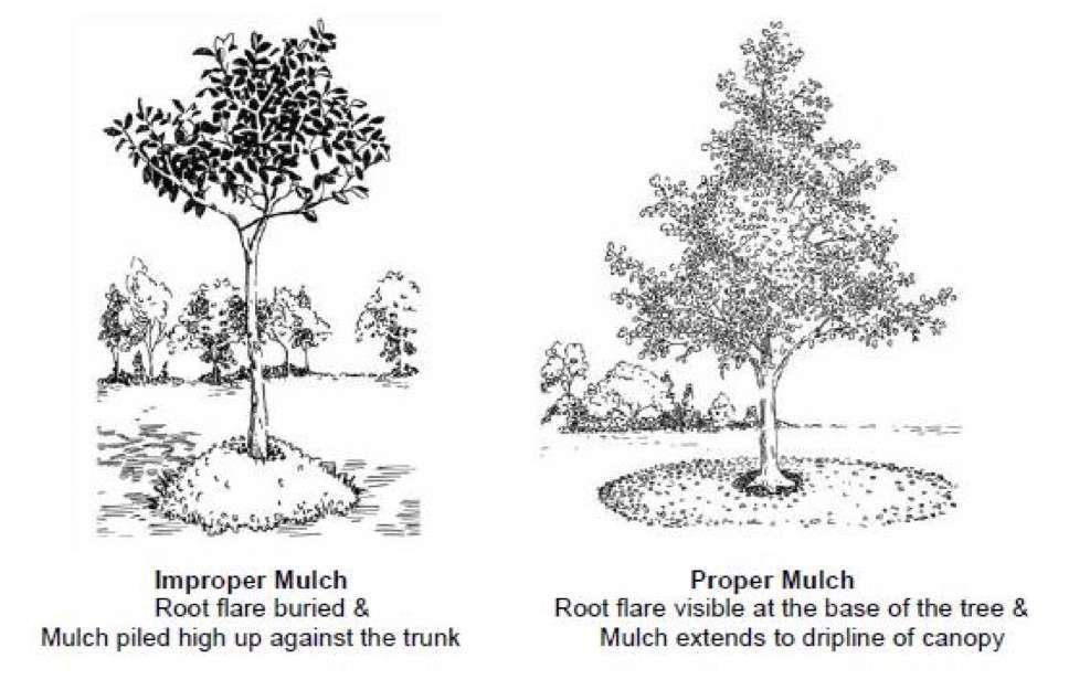 proper-mulching-diagram-.jpg