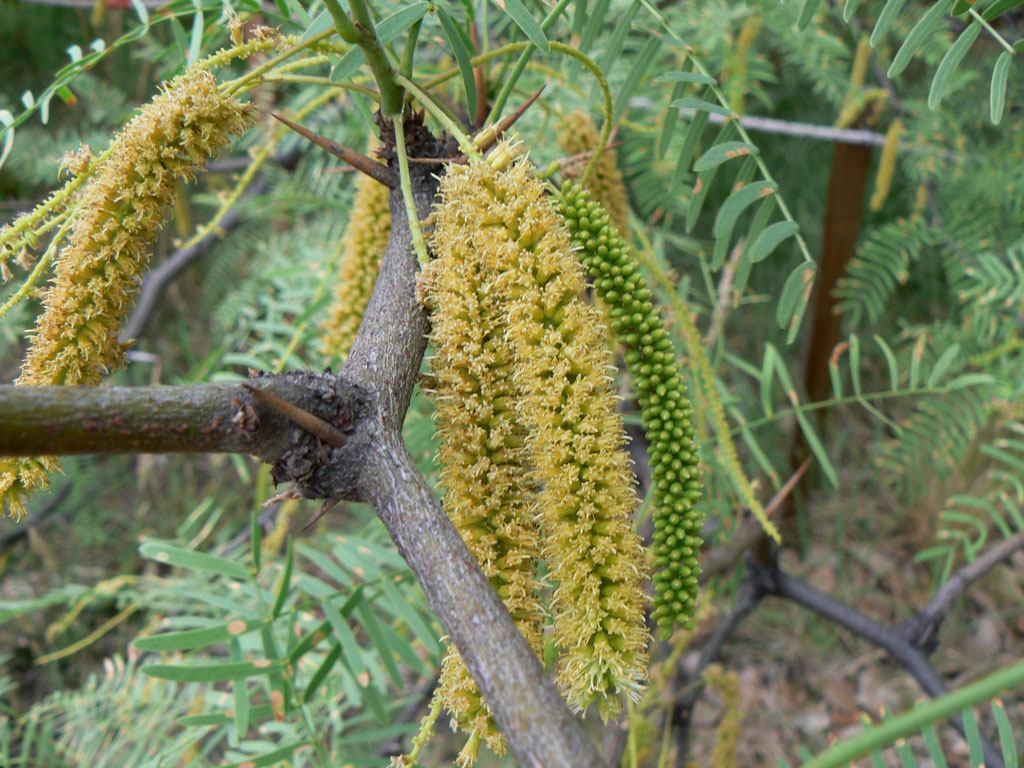 prosopis_flexuosa_p8899.jpg