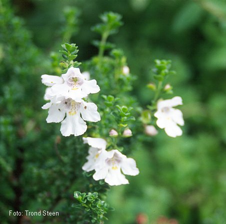 Prostanthera%20cuneata%203.jpg