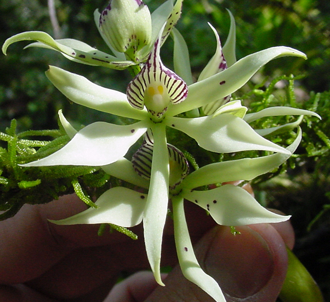 prosthechea_fragrans.jpg