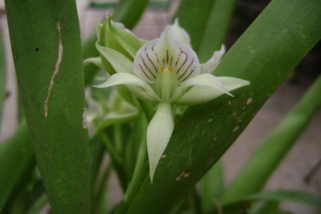 Prosthecheachacaoensis10.jpg
