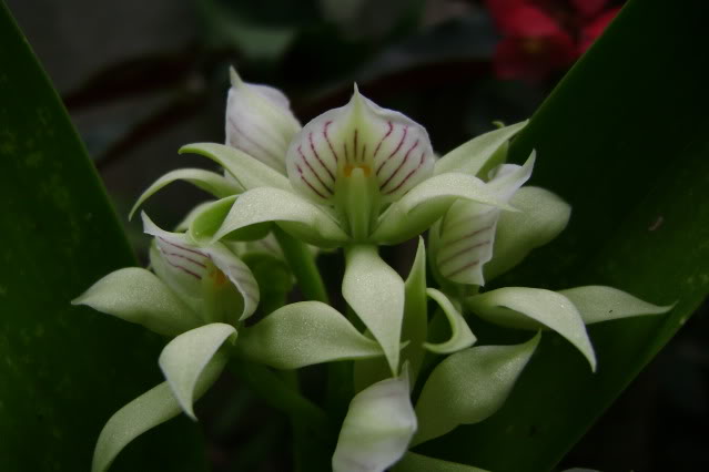 Prosthecheachacaoensis4-1.jpg